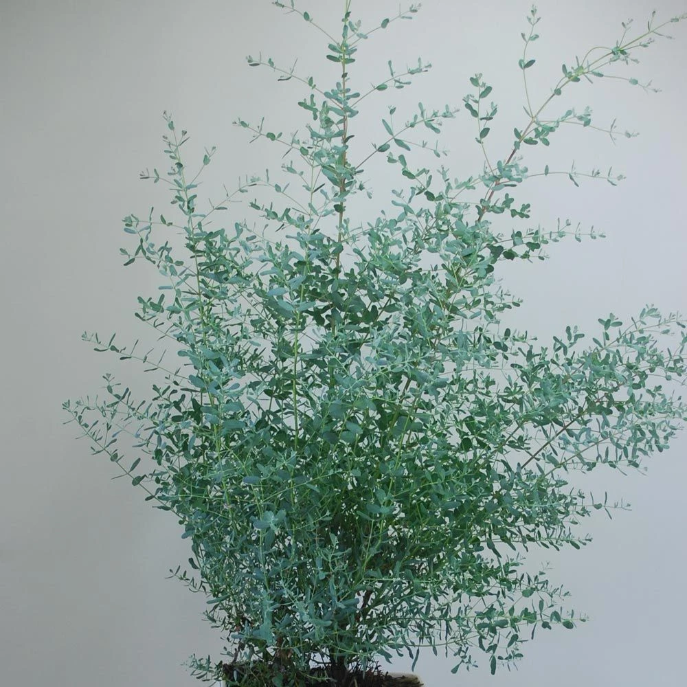 Eucalyptus FRANCE BLEU ® Rengun 4 Eucalyptus FRANCE BLEU ® Rengun – Image 2