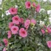 Hibiscus Moscheutos PLANET ® GRIOTTE 'Tangri' -Meilland Richardier Soldes 8313 hibiscus moscheutos planet griotte tangri t1000