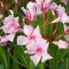 Laurier-rose Ou Nerium Oleander Villa Romaine 1 Laurier-rose Ou Nerium Oleander Villa Romaine -Meilland Richardier Soldes 8324 laurier rose villa romaine
