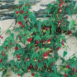 Abutilon Megapotamicum Ou Abutilon Vivace Grimpant -Meilland Richardier Soldes 8342 abutilon megapotanicum