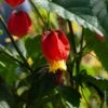 Abutilon Megapotamicum Ou Abutilon Vivace Grimpant 1 Abutilon Megapotamicum Ou Abutilon Vivace Grimpant -Meilland Richardier Soldes 8342b abutilon megapotanicum