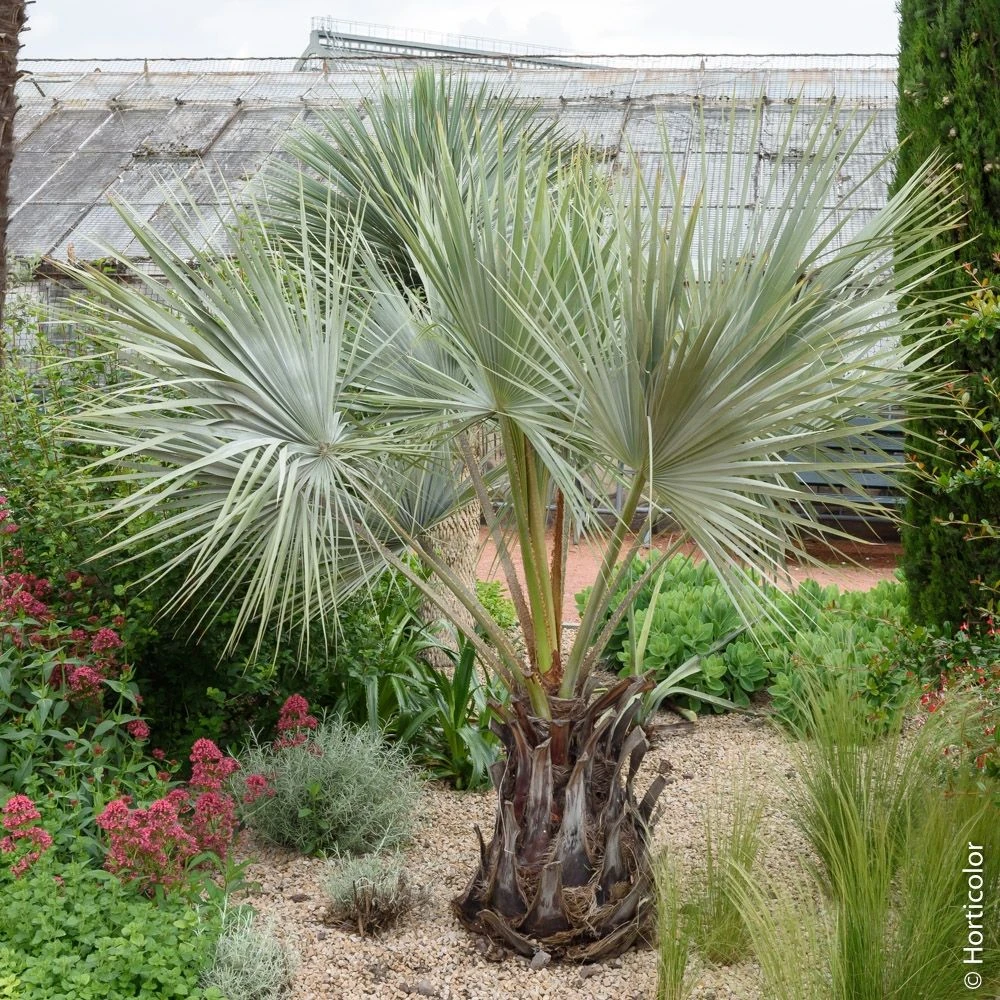 Palmier Brahea Armata Ou Palmer Bleu Du Mexique 5 Palmier Brahea Armata Ou Palmer Bleu Du Mexique – Image 3
