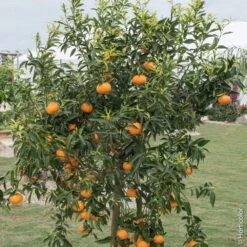 Mandarinier Satsuma Ou Citrus Unshiu 5 Mandarinier Satsuma Ou Citrus Unshiu -Meilland Richardier Soldes 8405 mandarinier satsuma pl150491
