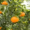 Mandarinier Satsuma Ou Citrus Unshiu -Meilland Richardier Soldes 8405 mandarinier satsuma pl150492