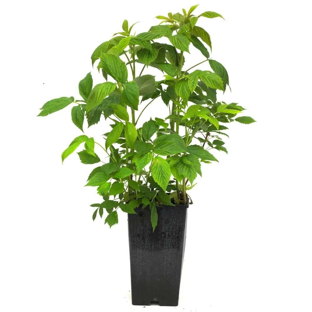 Framboisier Sumo 2 (remontant) 5 Framboisier Sumo 2 (remontant) – Image 3