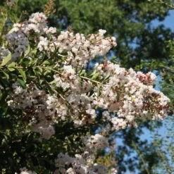 Lagerstroemia INDIYA CHARMS ® NEIGE D'ETE ® Ou Lilas Des Indes Blanc