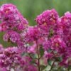 Lagerstroemia INDIYA CHARMS ® VIOLET D'ETE ® 'Indyvio' Ou Lilas Des Indes Violet 1 Lagerstroemia INDIYA CHARMS ® VIOLET D'ETE ® 'Indyvio' Ou Lilas Des Indes Violet -Meilland Richardier Soldes 8481 8482a lagerstroemia indiya charms violet d ete indyvio sapho t1000