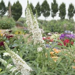 Arbre Aux Papillons, Buddleia Ou Buddleja Davidii ‘White Profusion’