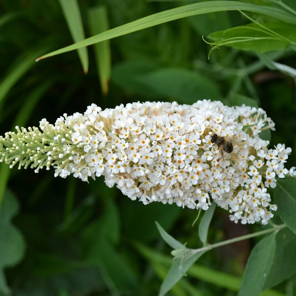 Arbre Aux Papillons, Buddleia Ou Buddleja Davidii ‘White Profusion’ 4 Arbre Aux Papillons, Buddleia Ou Buddleja Davidii ‘White Profusion’ – Image 2