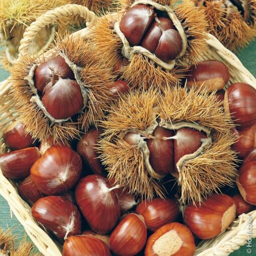 Châtaignier Ou Castanea Sativa ‘Marron De Lyon’ 1 Châtaignier Ou Castanea Sativa ‘Marron De Lyon’ -Meilland Richardier Soldes 8505 chataignier marron de lyon