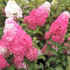 Hortensia Paniculé Ou Hydrangea Paniculata FRAISE MELBA ® Renba