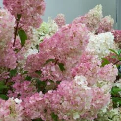 Hortensia Paniculé Ou Hydrangea Paniculata SUNDAE FRAISE ® Rensun