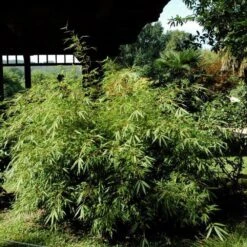 Bambou Fargesia Rufa Non Traçant