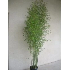 Bambou Phyllostachys Aurea -Meilland Richardier Soldes 8528 8529 8553bambou phyllostachys aurea b t1000