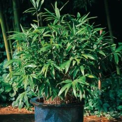 Bambou Hibanobambusa Tranquillans