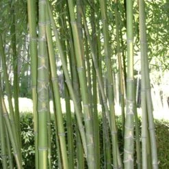 Bambou Phyllostachys Aurea Flavescens Inversa