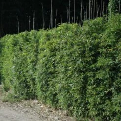 Meilland Richardier Soldes 23 Bambou Semiarundinaria Okuboi