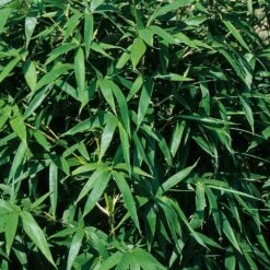 Bambou Semiarundinaria Okuboi -Meilland Richardier Soldes 8583 bambou semiarundinaria okuboi b t1000