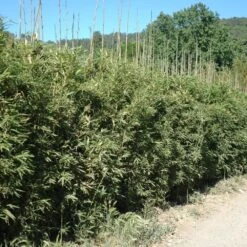 Bambou Semiarundinaria Okuboi -Meilland Richardier Soldes 8583 bambou semiarundinaria okuboi c t1000