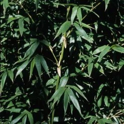 Meilland Richardier Soldes -Meilland Richardier Soldes 8583 bambou semiarundinaria okuboi d t1000