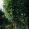 Bambou Phyllostachys Nigra Henonis 1 Bambou Phyllostachys Nigra Henonis -Meilland Richardier Soldes 8594 8595 8596 bambou phyllostachys nigra henonis a t1000