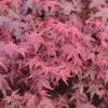 Erable Du Japon Ou Acer Palmatum 'Deshojo' 1 Erable Du Japon Ou Acer Palmatum 'Deshojo' -Meilland Richardier Soldes 8620 8621 8622 8670 erable du japon deshojo t1000