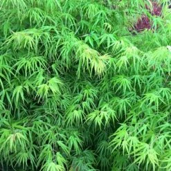 Erable Du Japon Ou Acer Palmatum 'Scolopendrifolium'