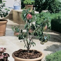 Poirier Nain GARDEN GEM ® Pyred