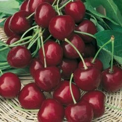 Cerisier Bigarreau Burlat