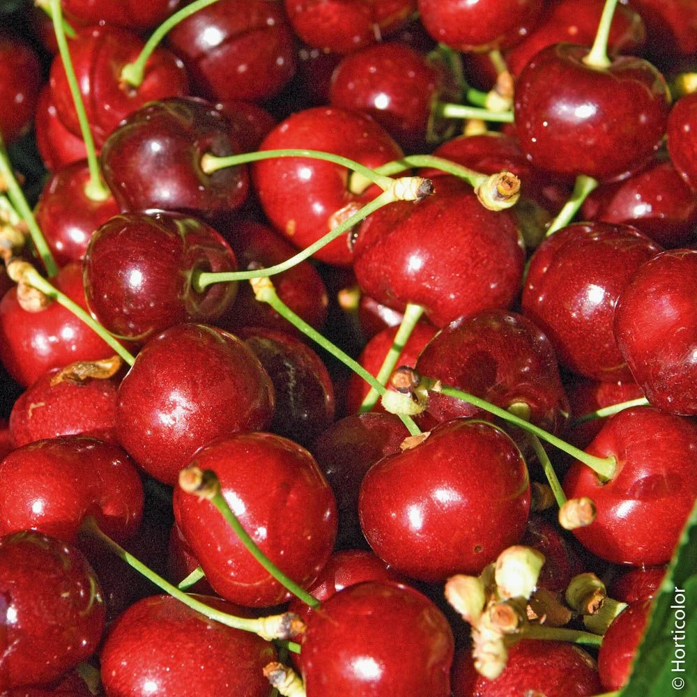 Cerisier Bigarreau Burlat 4 Cerisier Bigarreau Burlat â Image 2