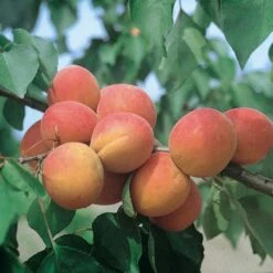 Abricotier Bergeron