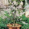 Abricotier Nain GARDEN APRIGOLD ® -Meilland Richardier Soldes 8741a abricotier nain garden aprigold t1000