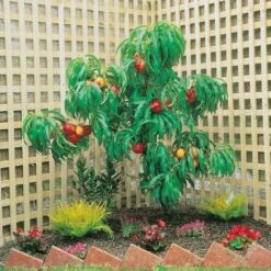 Brugnon Nain RUBIS Âź Necta Zee