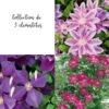 Collection De 3 Clématites Ou Clematis X Assorties 2 Collection De 3 Clématites Ou Clematis X Assorties -Meilland Richardier Soldes 8902 collection 3 clematite