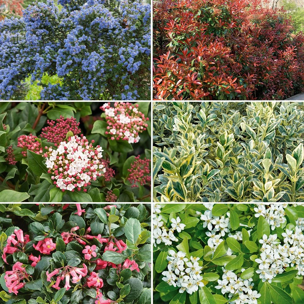 Colis Haie Persistante 3 Colis Haie Persistante