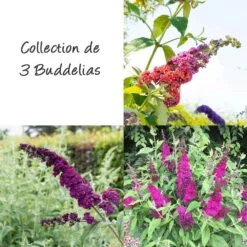 Collection De 3 Buddleias, Arbres Aux Papillons Ou Buddleja Davidii