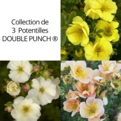 Collection De 3 Potentilles DOUBLE PUNCH ®