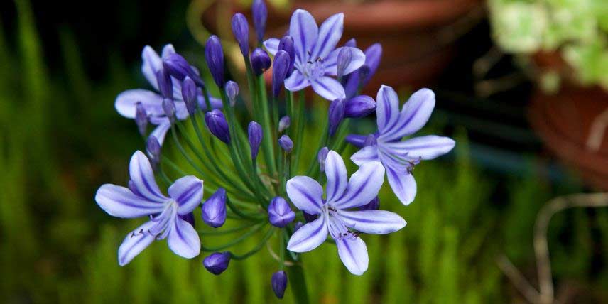 Meilland Richardier Soldes 27 Meilland Richardier Soldes -Meilland Richardier Soldes Bulbes ete a planter au printemps Agapanthe