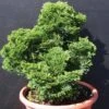 Faux Cyprès Hinoki Du Japon Ou Chamaecyparis Obtusa ‘Nana Gracilis’ -Meilland Richardier Soldes a003 faux cypr s hinoki du japon ou chamaecyparis obtusa nana gracilis travers