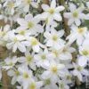 Clématite Ou Clematis X Cartmanii AVALANCHE ® ‘Blavaal’