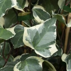 Lierre D'Alger Panaché Ou Hedera Algeriensis 'Gloire De Marengo'
