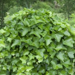Lierre D'Irlande Ou Hedera Helix 'Hibernica'