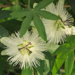 Passiflore, Fleur De La Passion Ou Passiflora X RIVERSIDE ® SNOW QUEEN ®