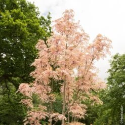 Cedrela Sinensis ‘Flamingo’, Toona Sinensis Ou Acajou De Chine