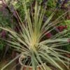 Cordyline Panachée, Dracaena Ou Cordyline Australis ‘Torbay Dazzler’