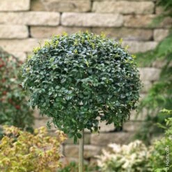 Troène à Petites Feuilles Boule Sur ¼ Tige 40/50 Cm, Ligustrum Delavayanum Ou Ligustrum Jonandrum