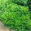 Pittosporum Tobira ‘Nana’ Ou Pittospore Nain Du Japon -Meilland Richardier Soldes a101 a102 pittosporum tobira nanum tg120614
