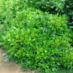 Pittosporum Tobira ‘Nana’ Ou Pittospore Nain Du Japon