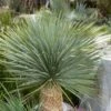 Yucca Rostrata Ou Yucca Bleu 2 Yucca Rostrata Ou Yucca Bleu -Meilland Richardier Soldes a105 yucca rostrata pl190391