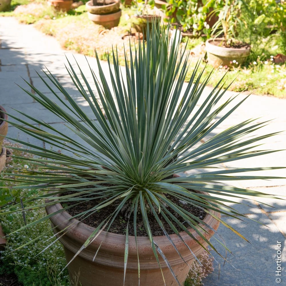 Yucca Rostrata Ou Yucca Bleu 4 Yucca Rostrata Ou Yucca Bleu – Image 2